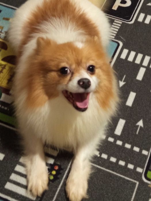 Подарявам мини шпиц