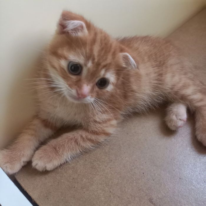 Вислоухие котята  1,5 месяца