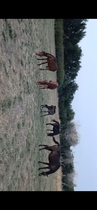 Жылқы сатылады үйірімен