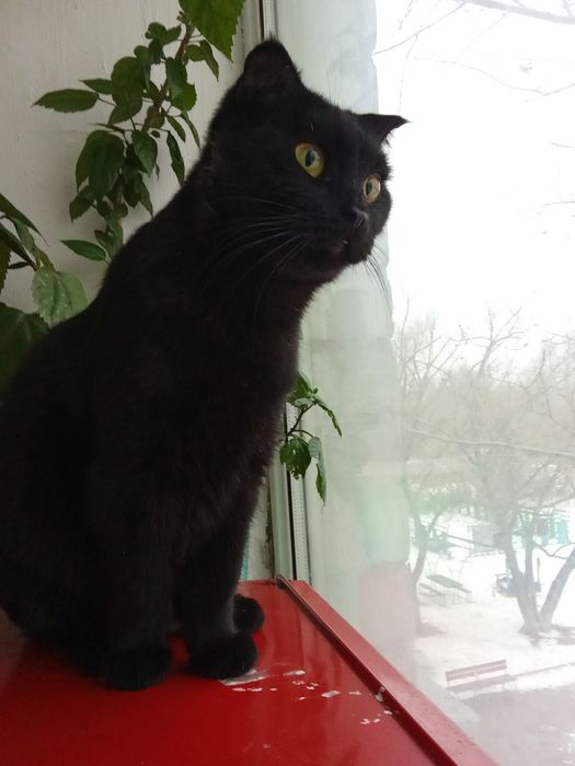 Багира ищет любящий дом