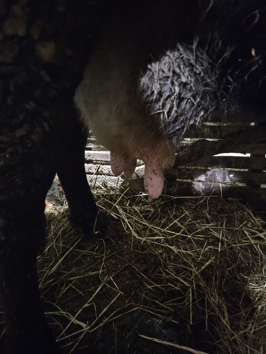 Vaca gestanta cu lapte