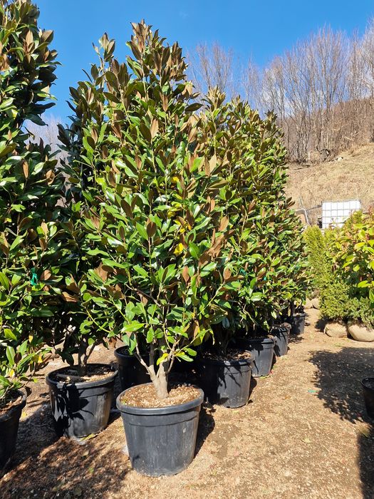 Pelmier trachycarpus fortunei, Chamaerops exclesa, cycas, maslin etc