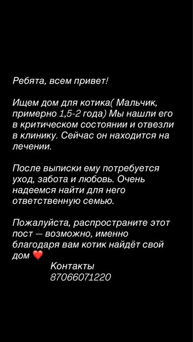 Ищем дом котику!