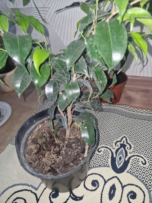 Цыеты домашние растееие