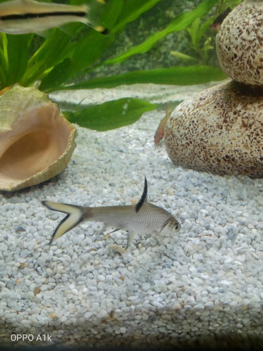 Акула балық сатамын