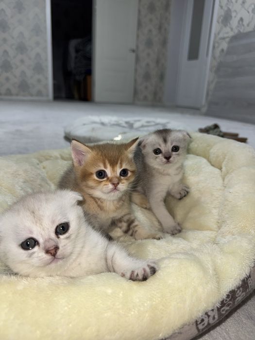 Продаются котята