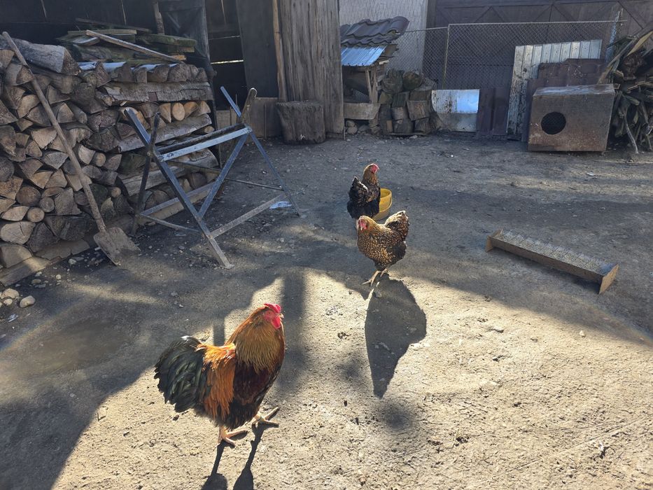 Ouă incubat Wyandotte GSG