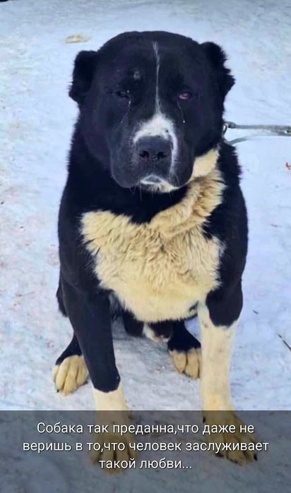 Дрессировка собак