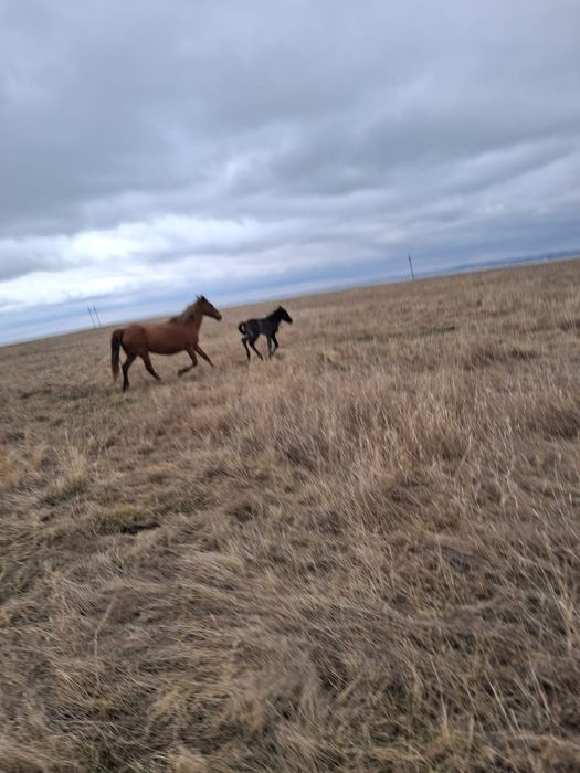 Продам кобылу жеребёнка