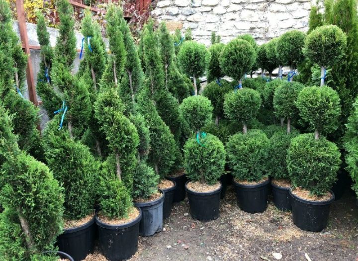 Spirală pon pon verde și argintiu