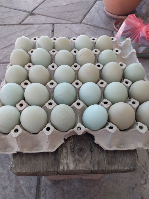 Разплодни яйца от Ексел