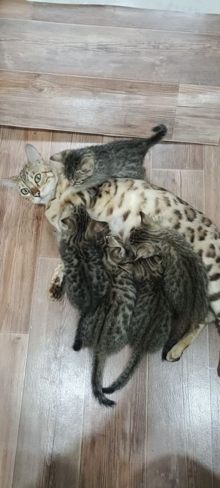 Котята  бенгалы продам