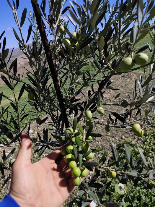 Ulei de măsline natural