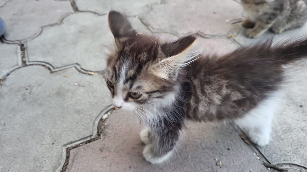 Котенок крысолов