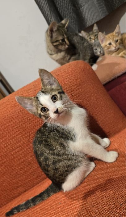 Супер гальовни котета!