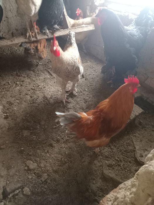 Продам петухов молодых.