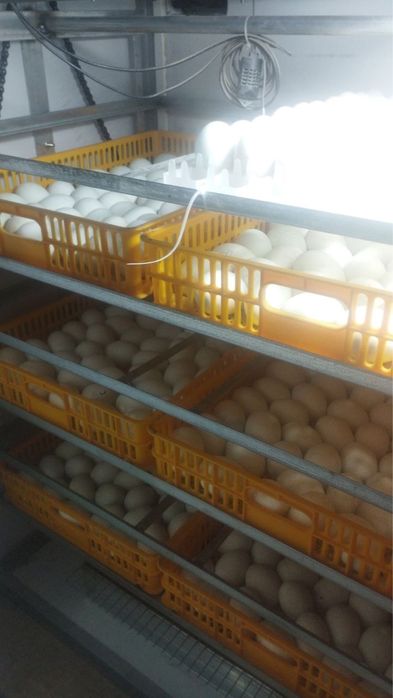 Продаётся  Инкубатор 1056