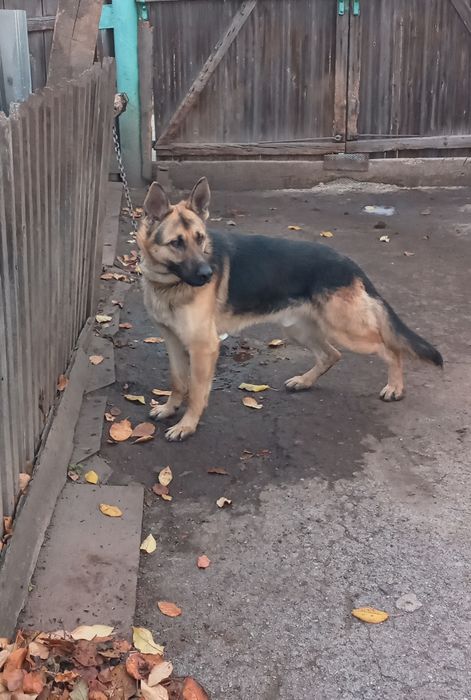 Восточно-европейская овчарка