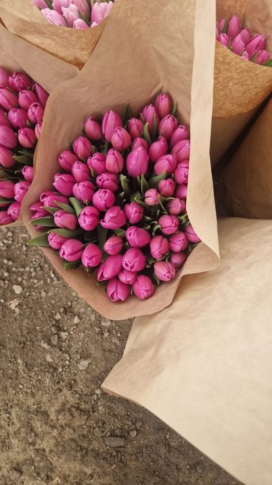 Принимаем заказы на Тюльпаны
