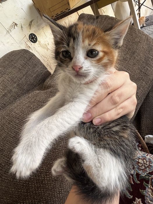 отдам 4 котят в добрые руки