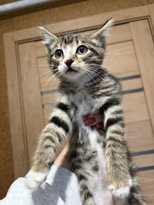 Отдам котенка в добрые руки