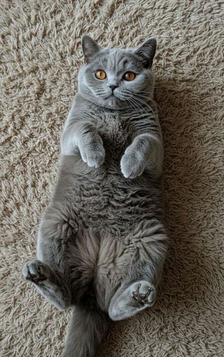 Котята Британские голубой окрас