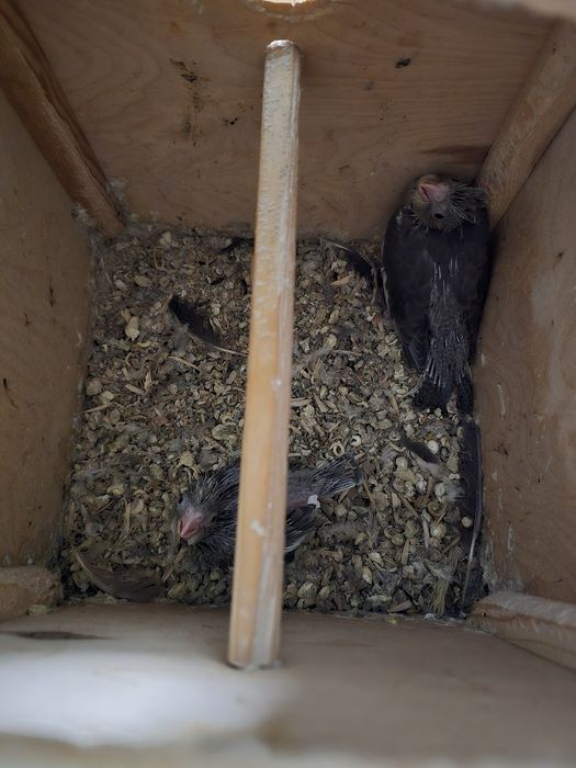 Продаётся кареллы с клеткой