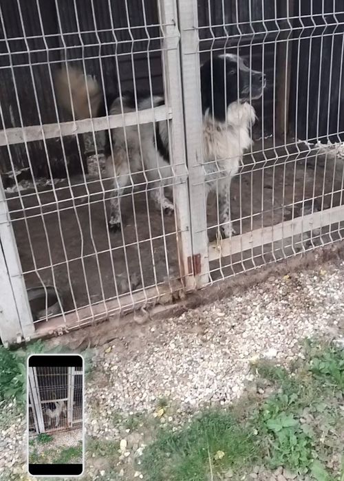 Donez Mascul Ciobănesc