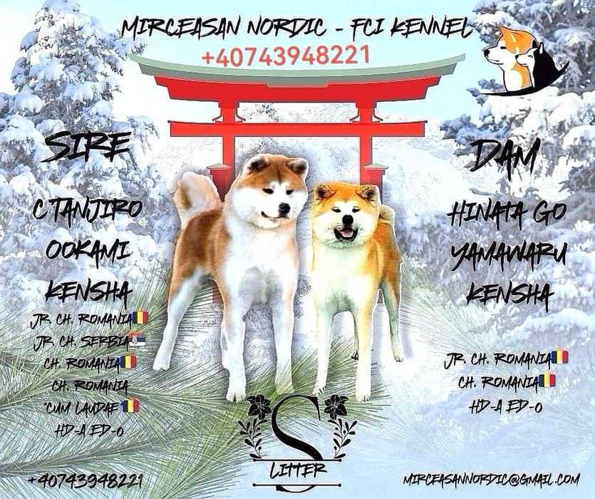 Pui Akita inu, părinți multipli campioni