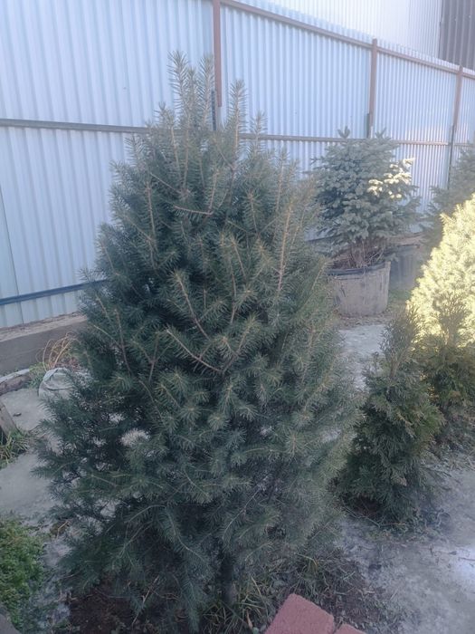 ЕЛЬ Шренка метровые