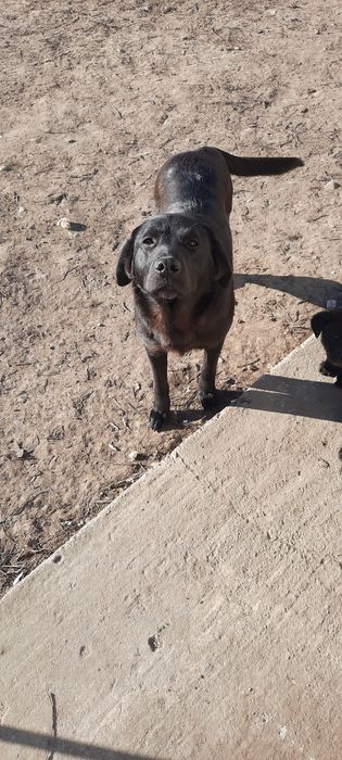 Donez pufosenii de labrador