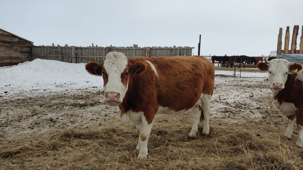 КРС, корова, сиыр