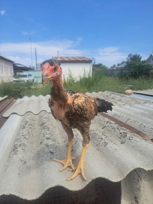 Дакан, бойцовые цыплята