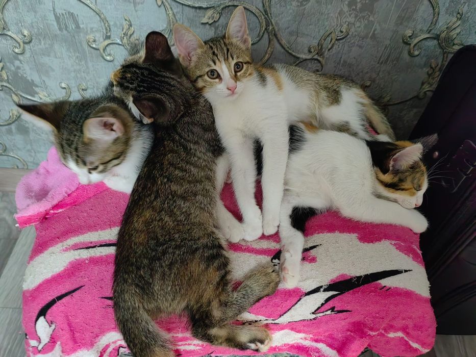 Котята,в добрые руки