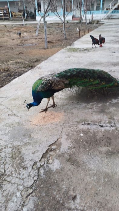 Павлин индийский