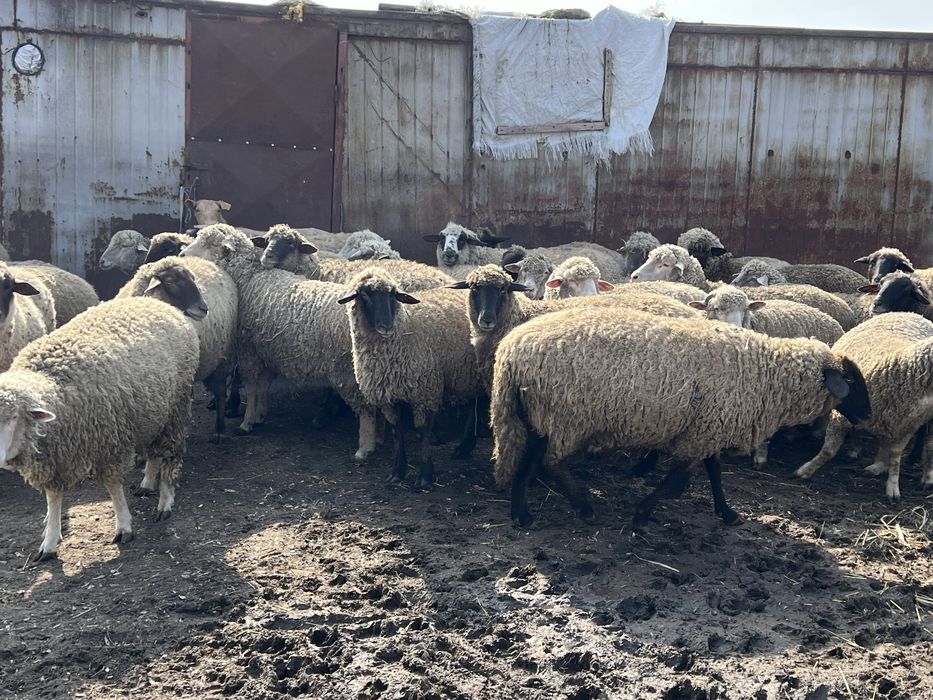 Vand oi fatate si gestante