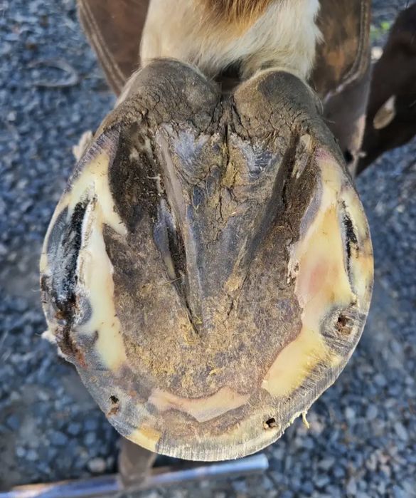 Ат тағалап тұяқ кесеміз