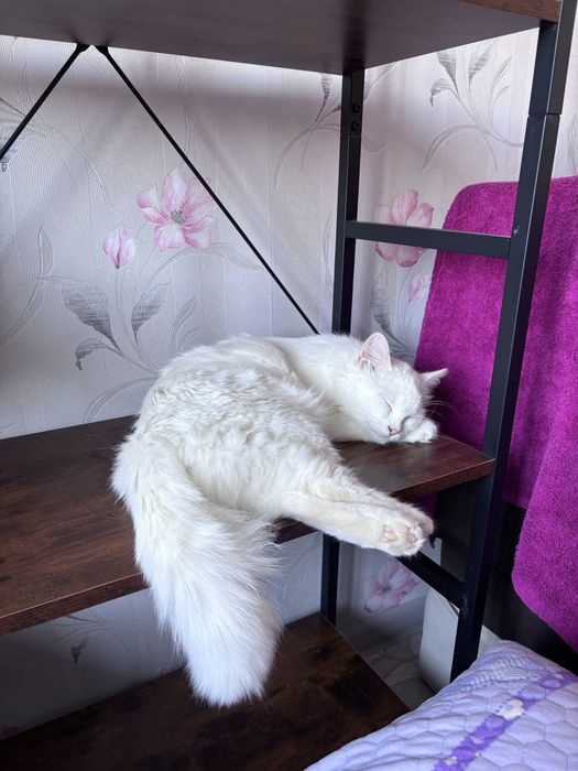 Отдам кошку в добрые руки