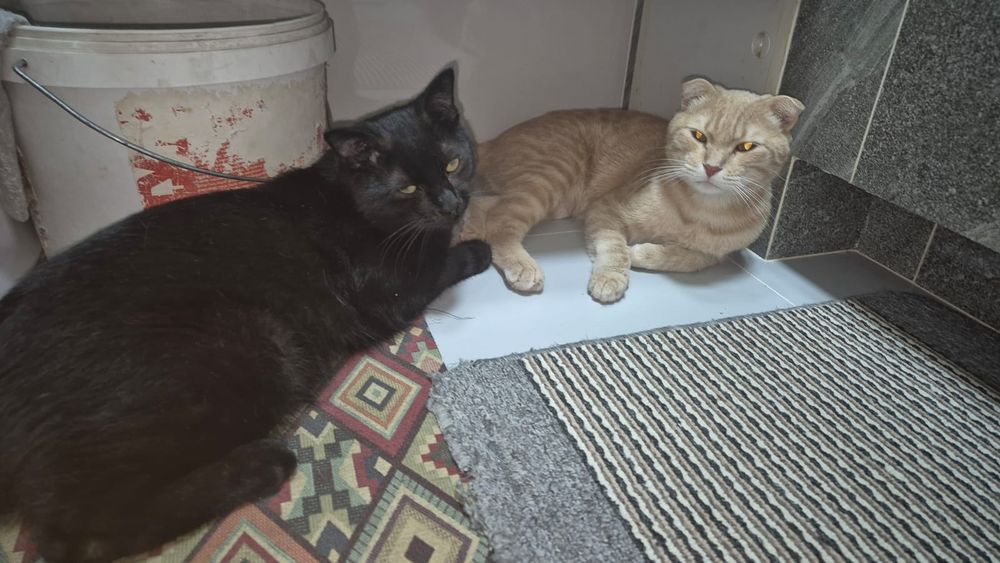 Отдаем кота и кошку, в добрые руки