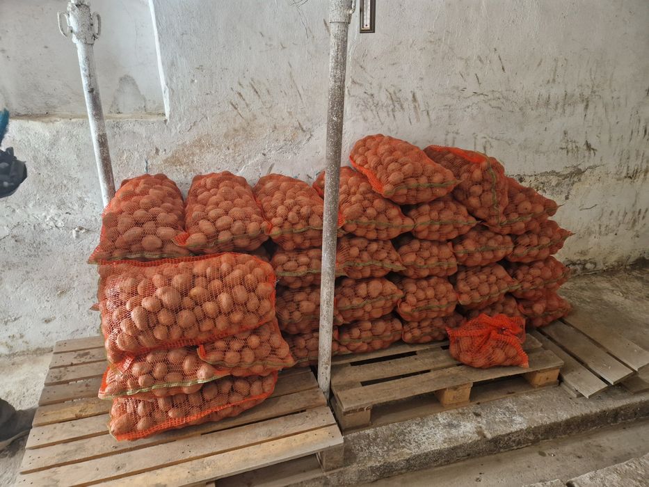 Cartof pentru  consum