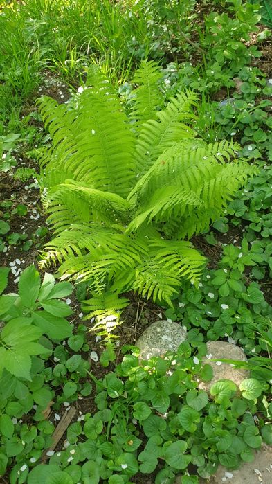 Продам папоротник