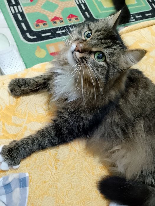 Отдам в добрые руки кошку