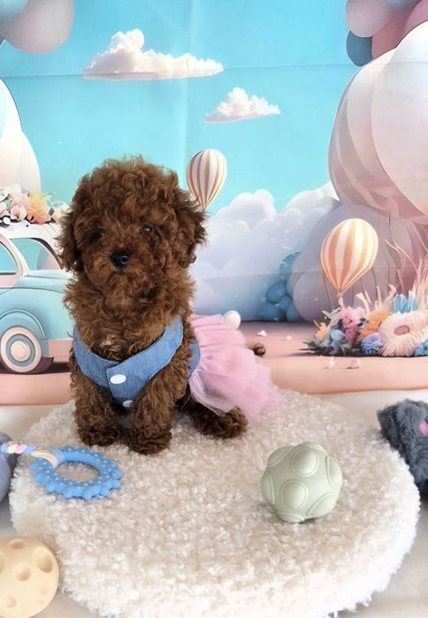 Пудел той Poodle toy с родословие