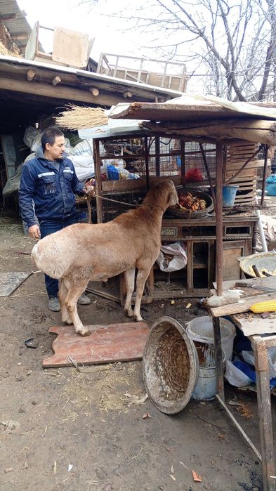 Avgon qoʻchqor sotiladi