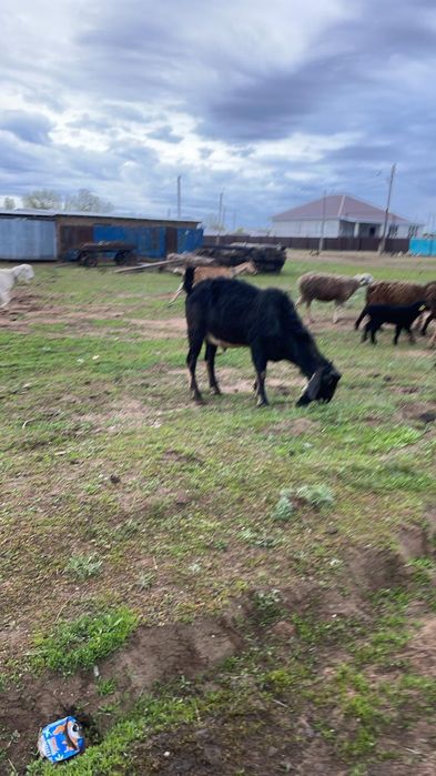 Нубийский козел продается.