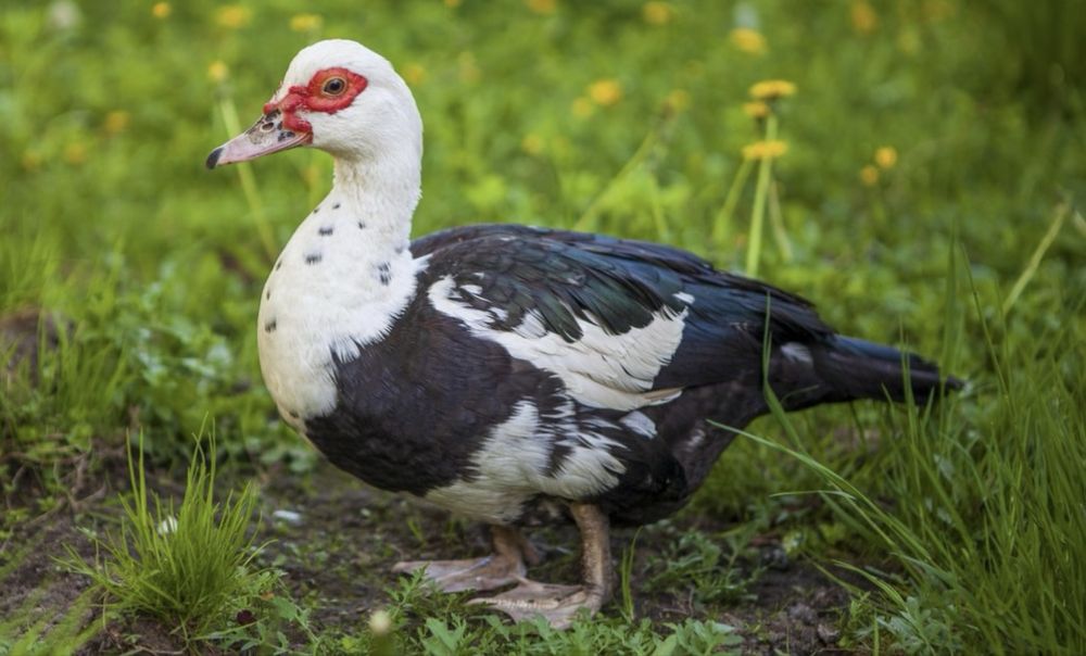 Индоутка мекен кораздар