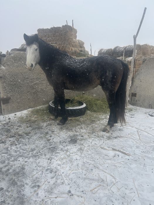 Жылқы Айғыр сатылады