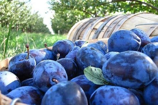 Vand prune pentru tuica sau de masa