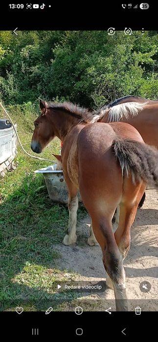 Mânz de 5 luni de vanzare