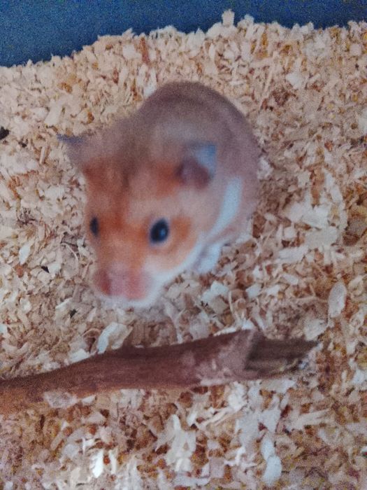 сирийский хомяк с клеткой